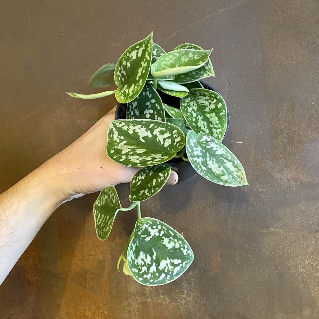 Scindapsus pictus ‘Argyraeus’ grow urban.