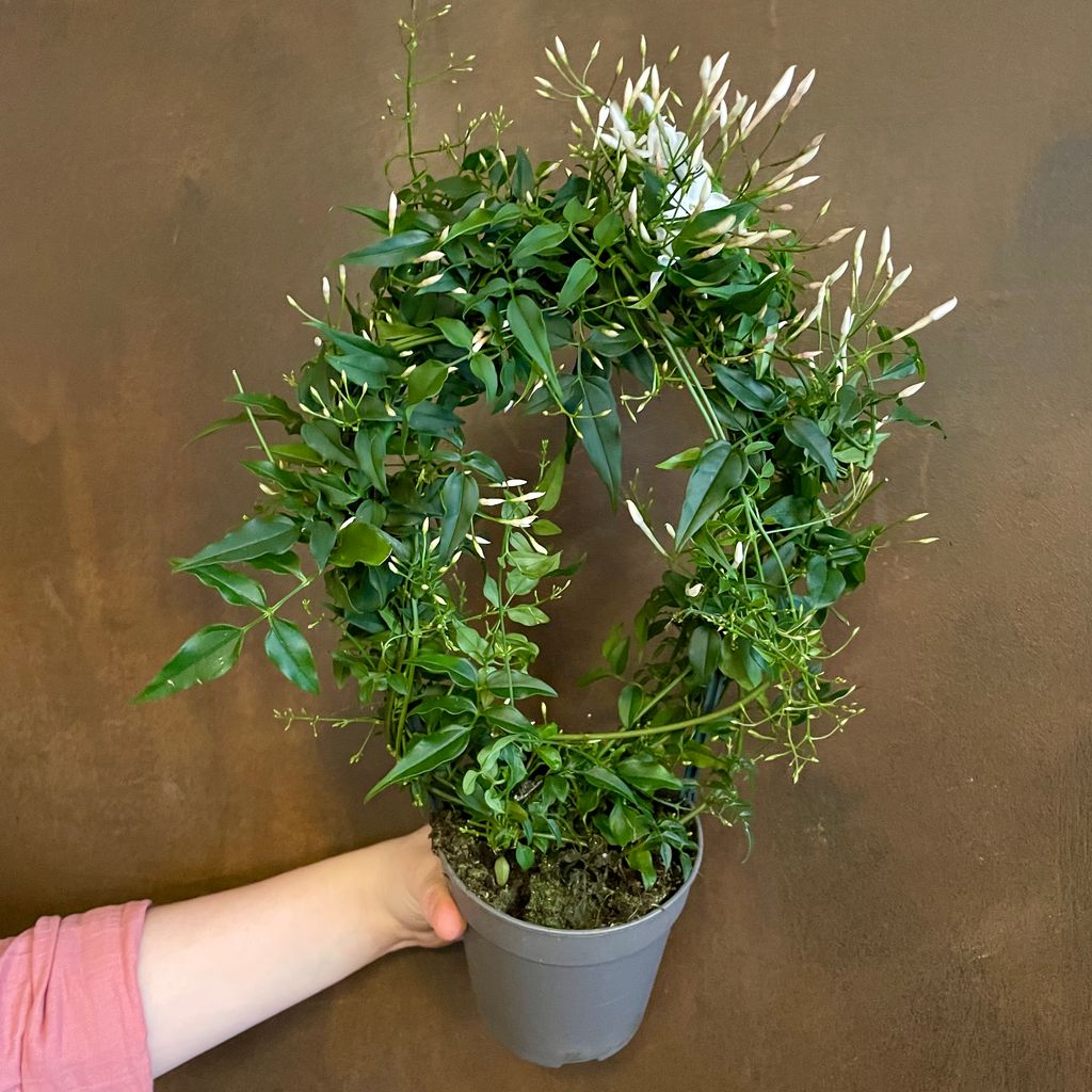 Jasminum polyanthum (hoop) grow urban.