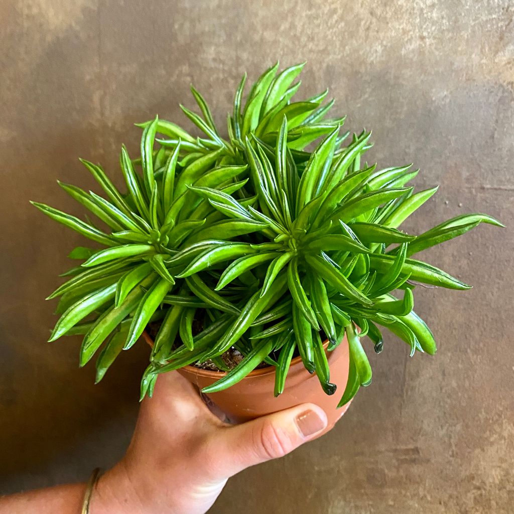 Peperomia 'Happy Bean’ grow urban.