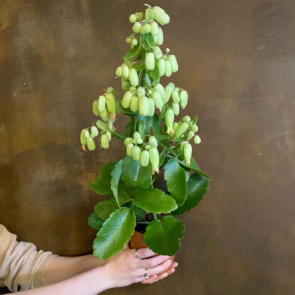 Kalanchoe 'Magic Bells' grow urban.