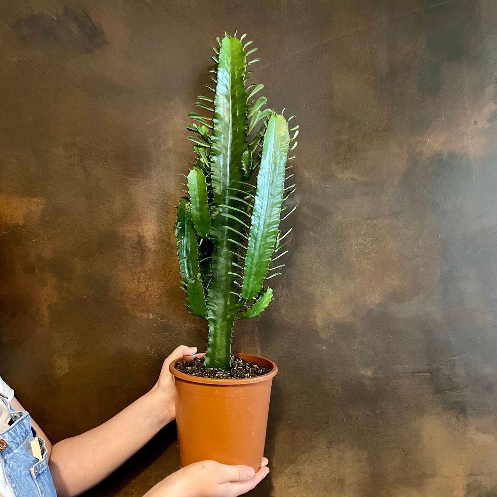 Euphorbia acrurensis grow urban.