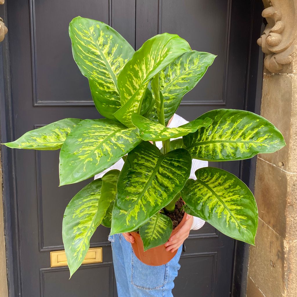 Dieffenbachia ‘Tropic Snow’ grow urban.