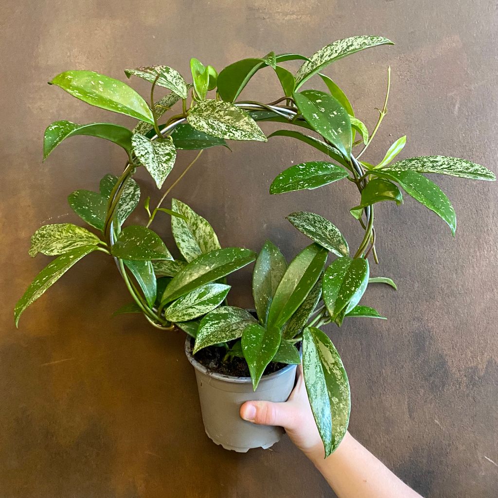 Hoya ‘Silver Splash’ grow urban.