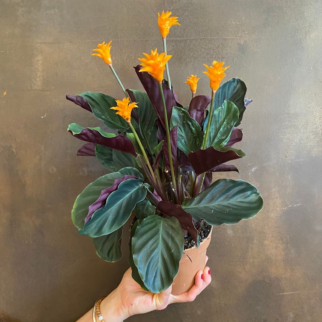 Calathea crocata grow urban.