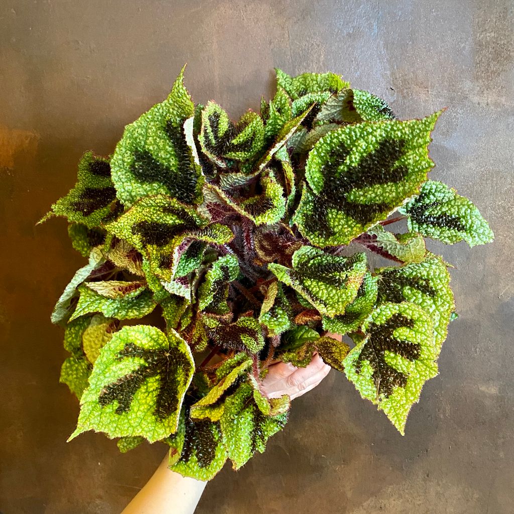 Begonia masoniana grow urban.