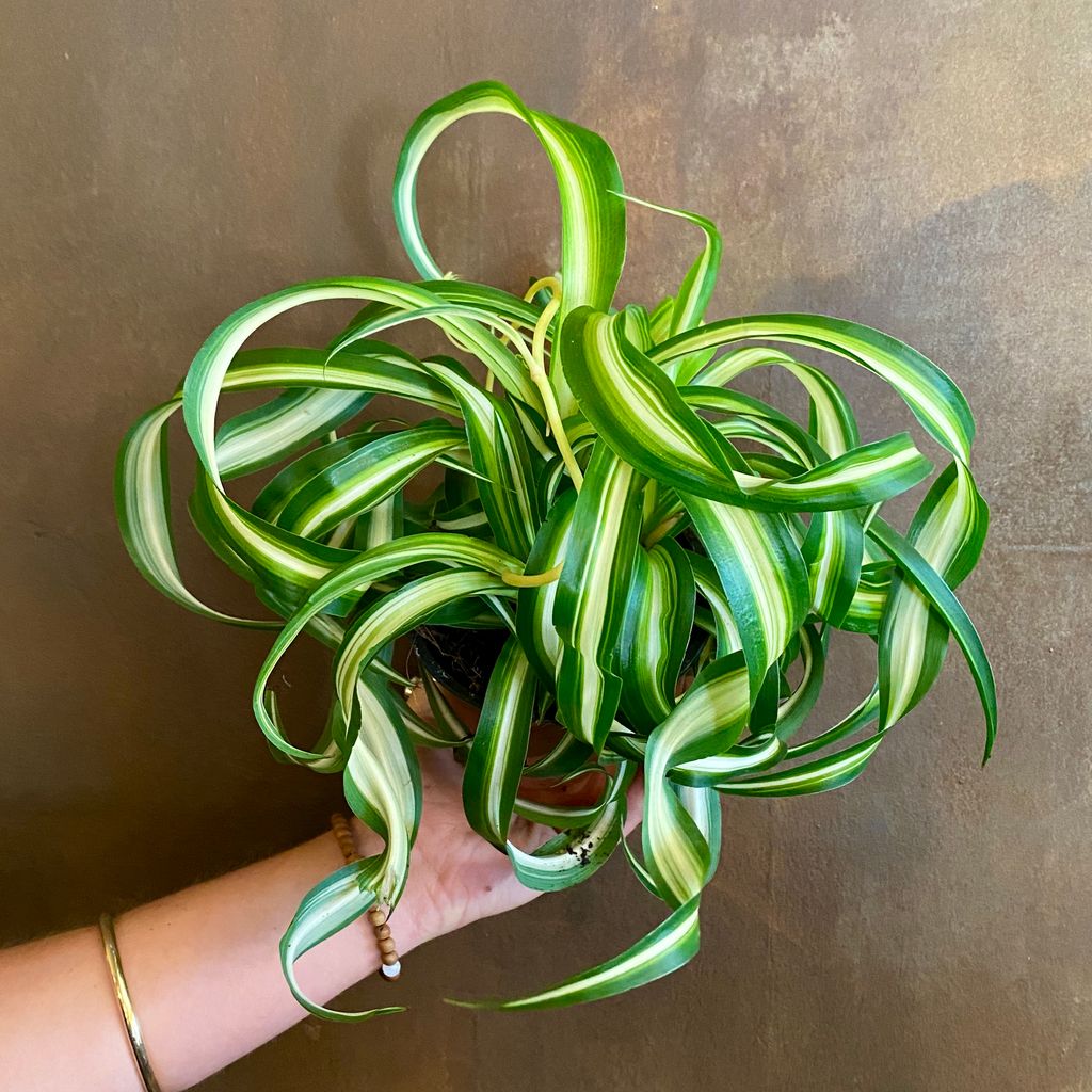 Chlorophytum ‘Bonnie’ (12cm pot) grow urban.