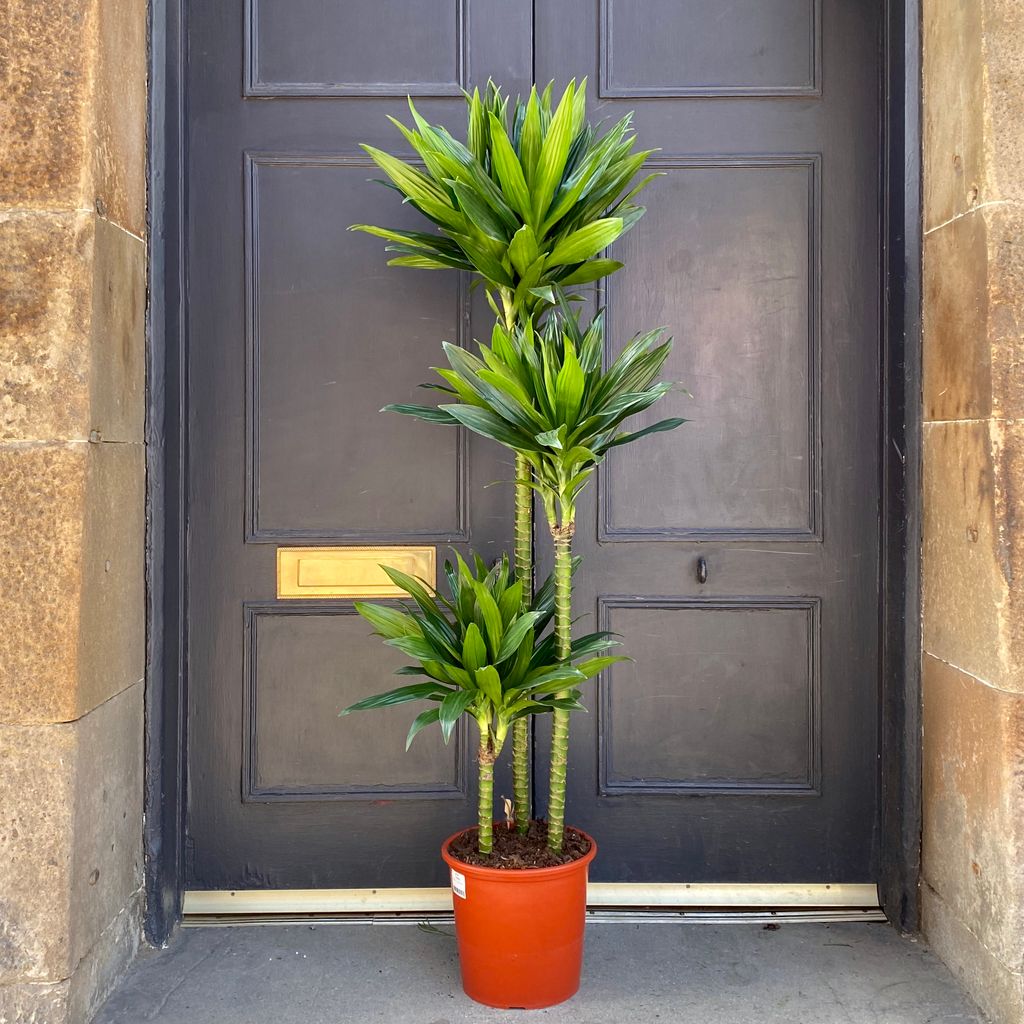 Dracaena ‘Green Jewel’ (24cm pot) grow urban.