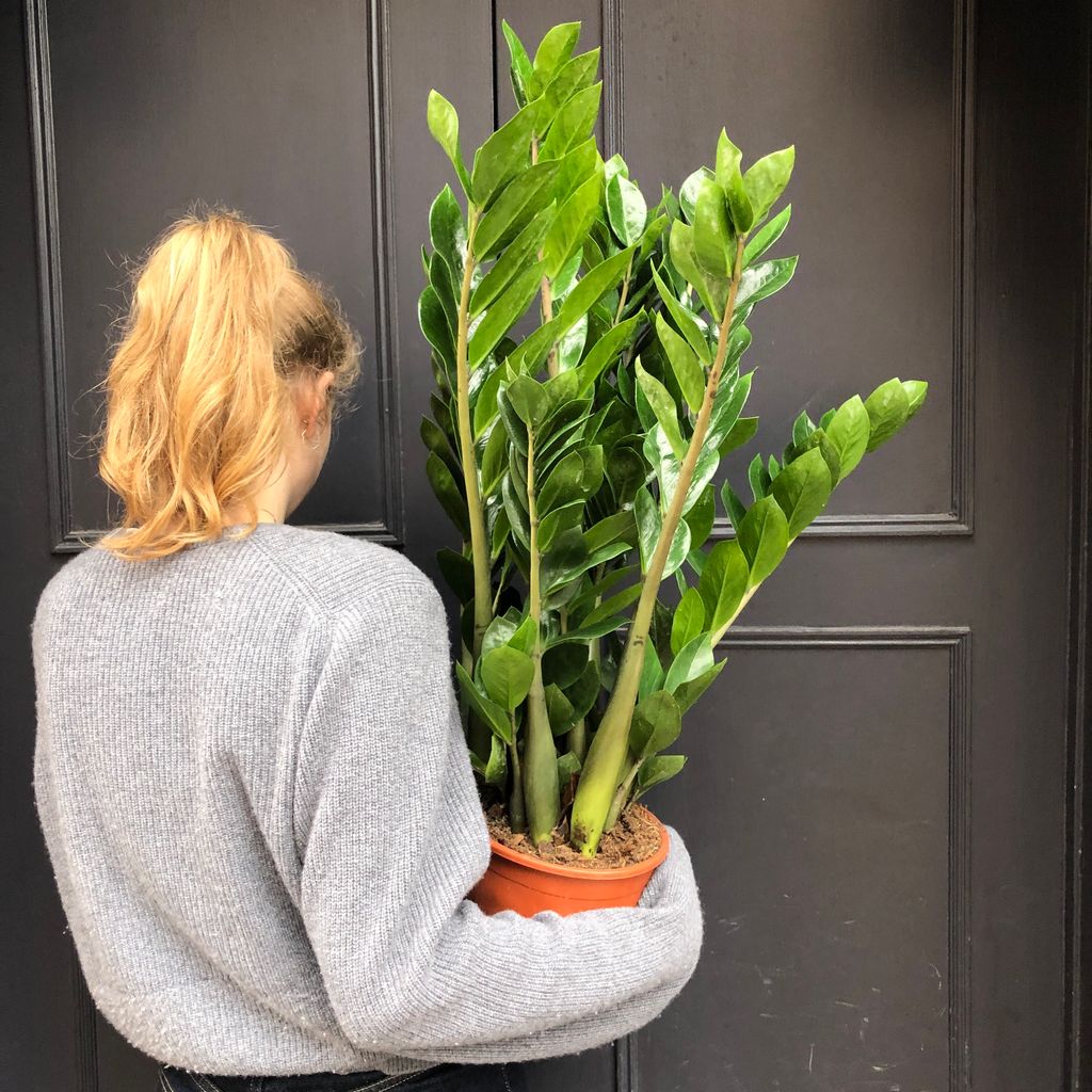 Zamioculcas zamifolia (19cm pot) grow urban.