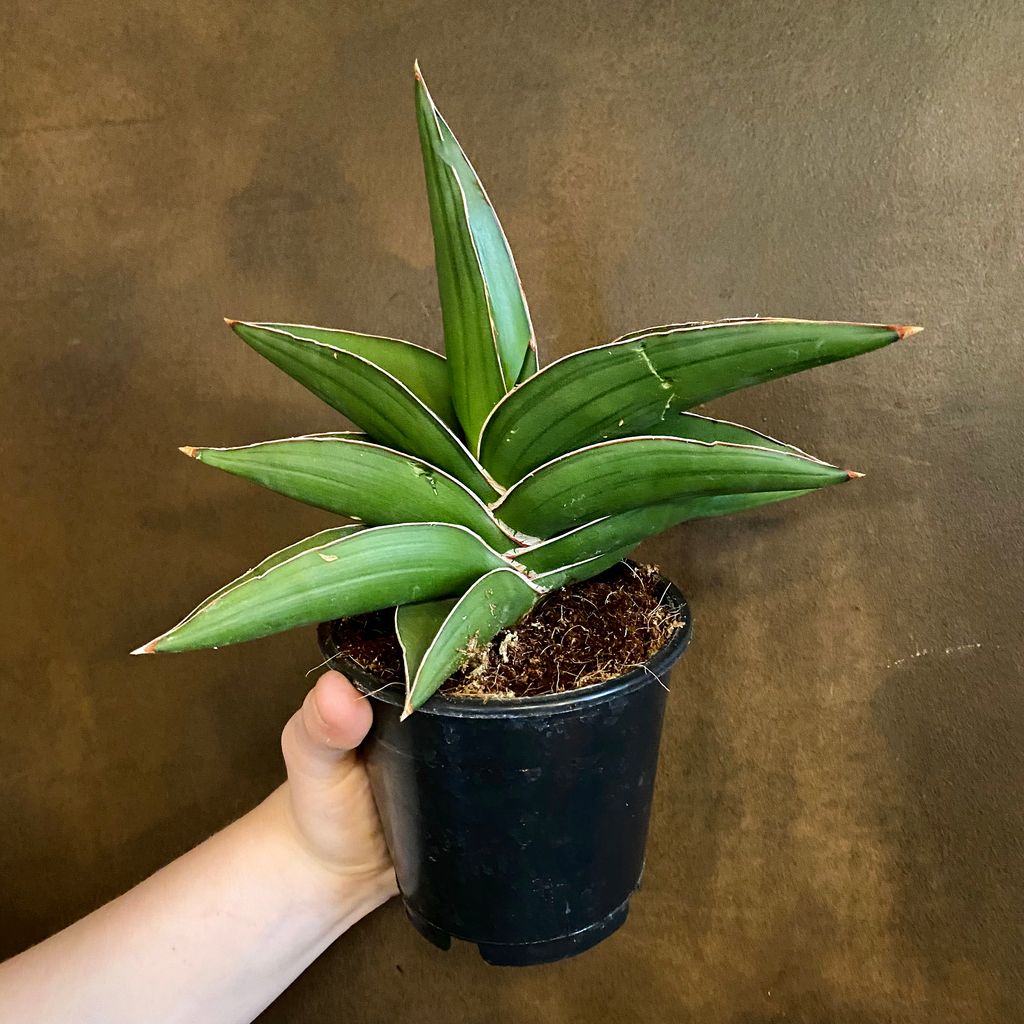 Sansevieria ‘samurai Grow Urban 