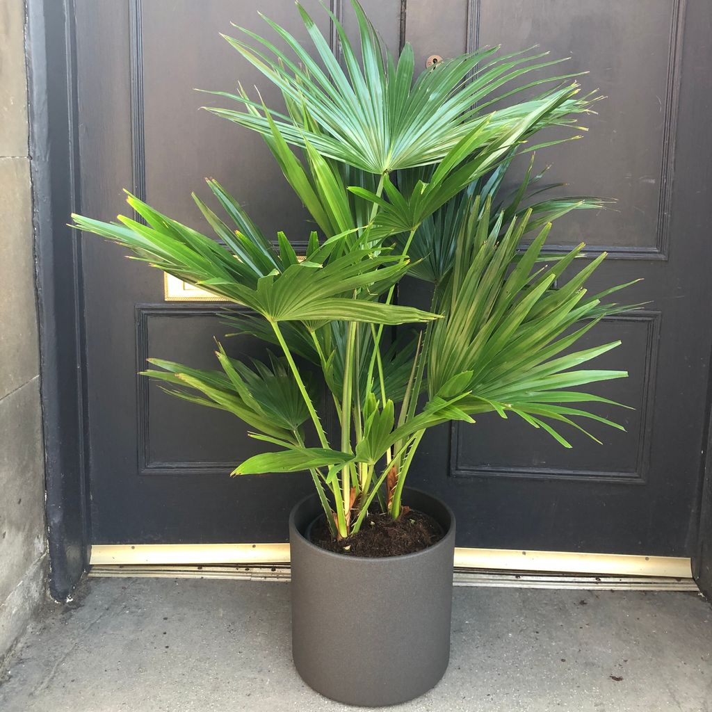 Livistona rotundifolia (110cm) grow urban.