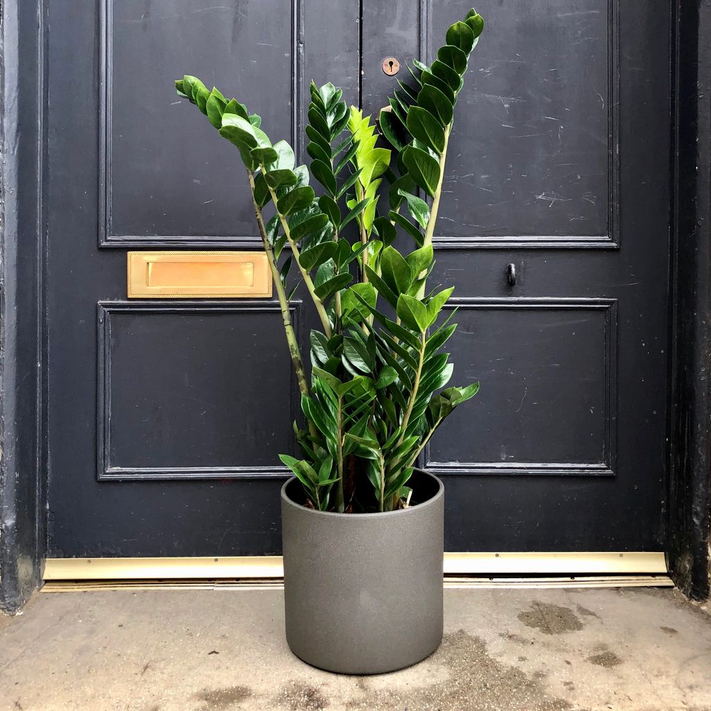 Zamioculcas zamifolia (21cm pot) grow urban.