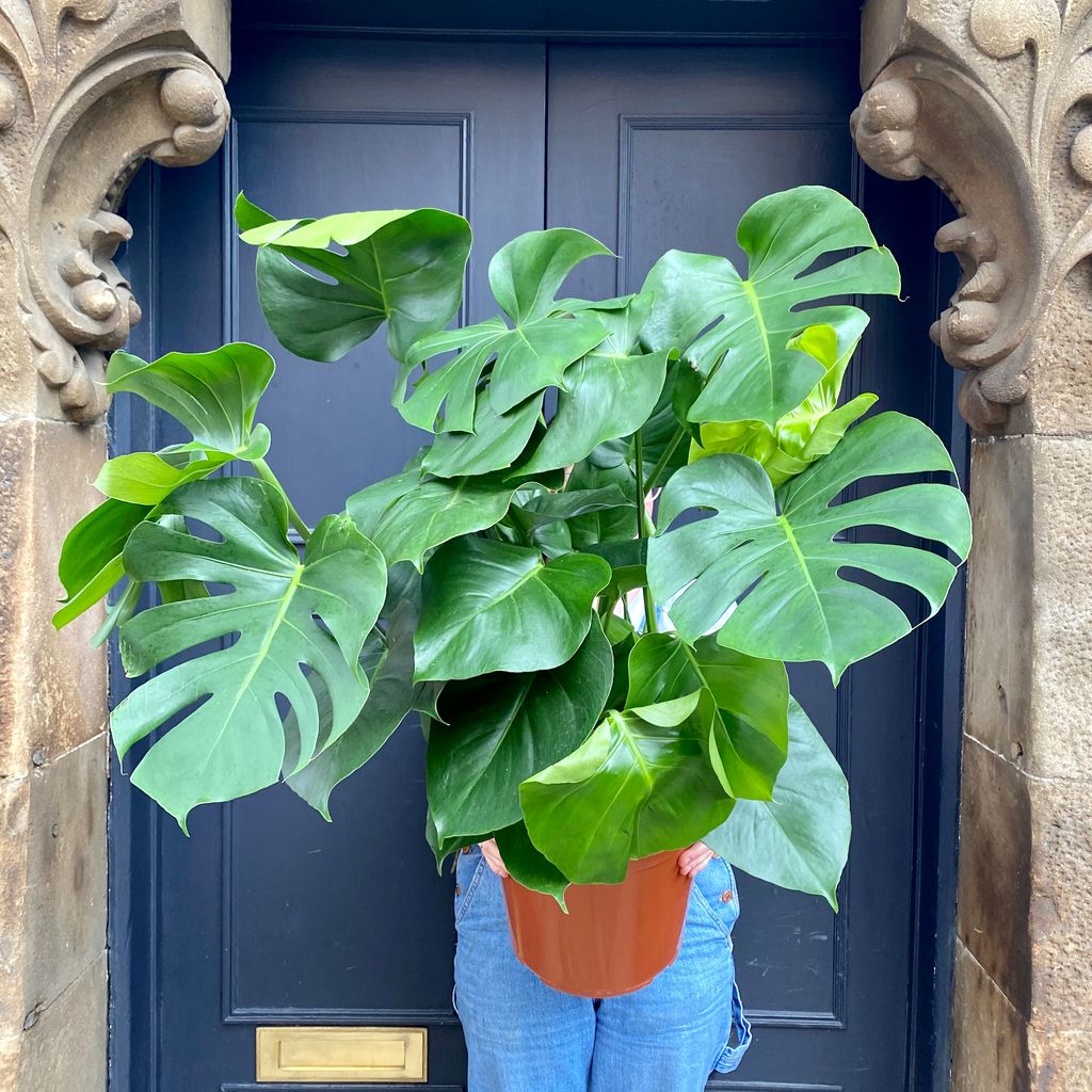 Monstera Deliciosa 30cm Pot Grow Urban 
