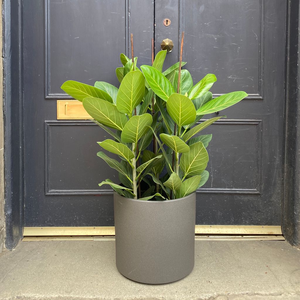 Ficus benghalensis ‘Audrey’ (27cm pot) grow urban.