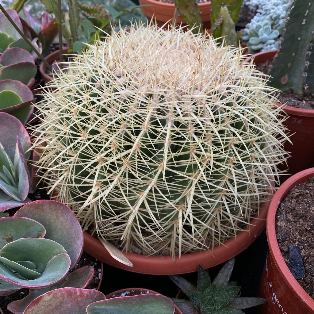 Echinocactus grusonii | Golden Barrel cactus | Cacti Delivered to