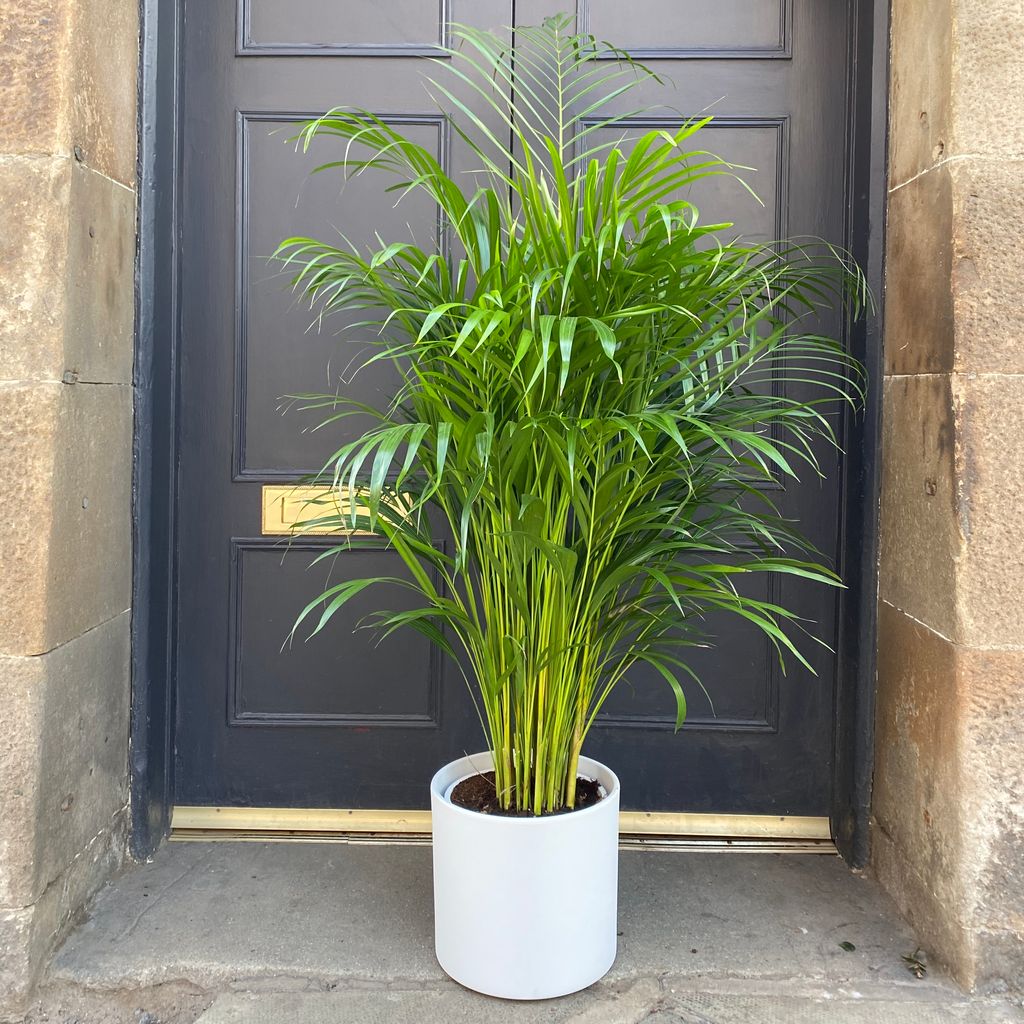 dypsis-lutescens-24cm-pot-grow-urban