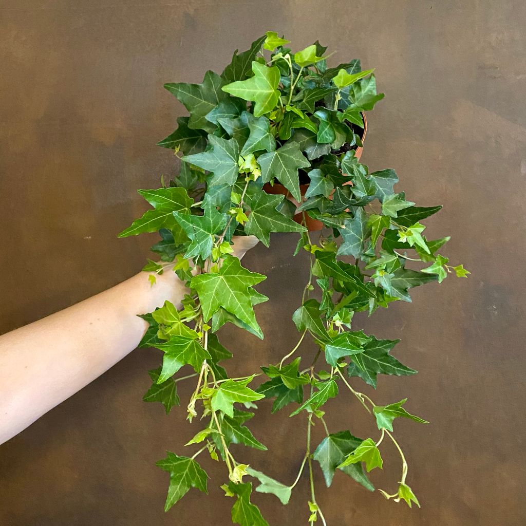 Trailing & Hanging Plants grow urban.