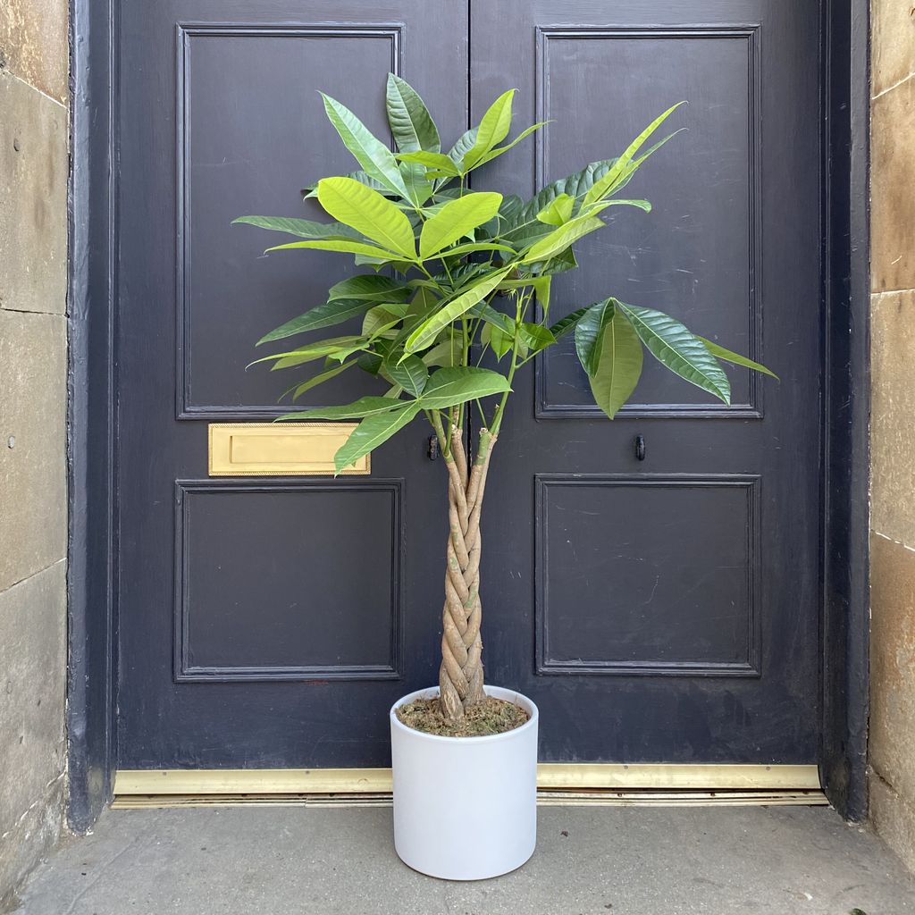 Pachira Aquatica 110cm Grow Urban 