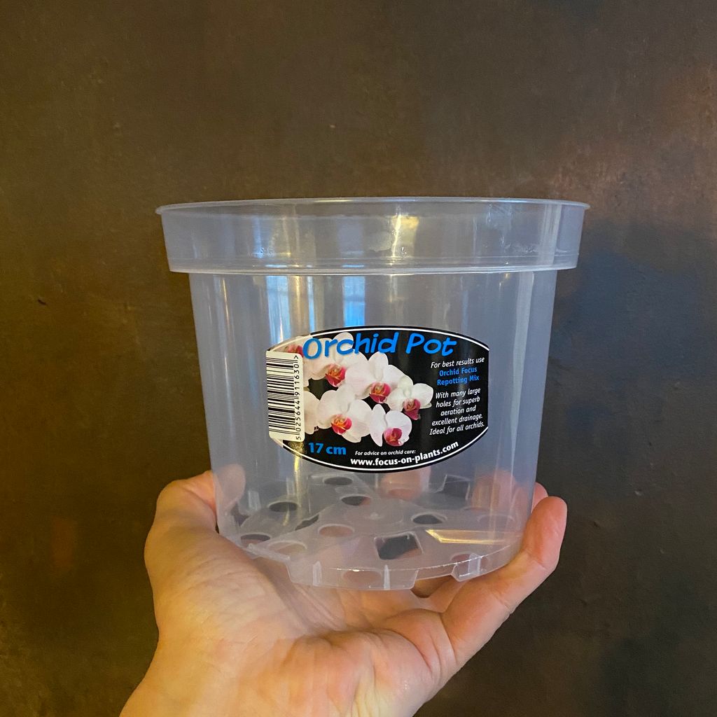 Orchid Clear Pots grow urban.