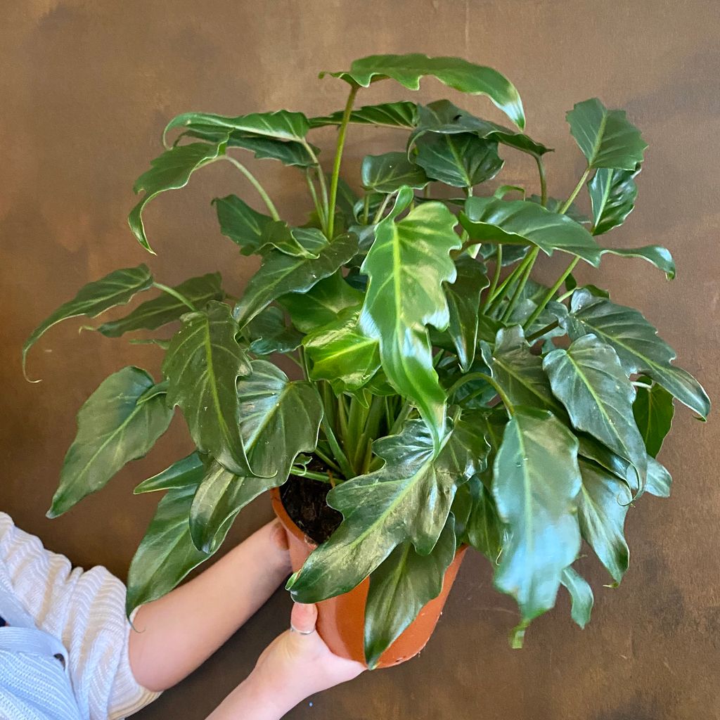 Philodendron 'Xanadu' (19cm pot) - grow urban.