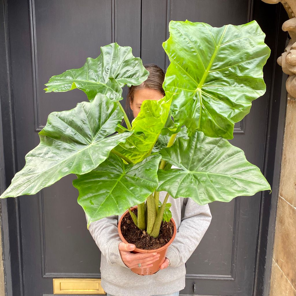 Alocasia portodora - grow urban.