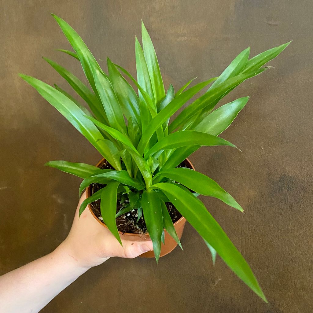 Chlorophytum 'Lemon' - grow urban.