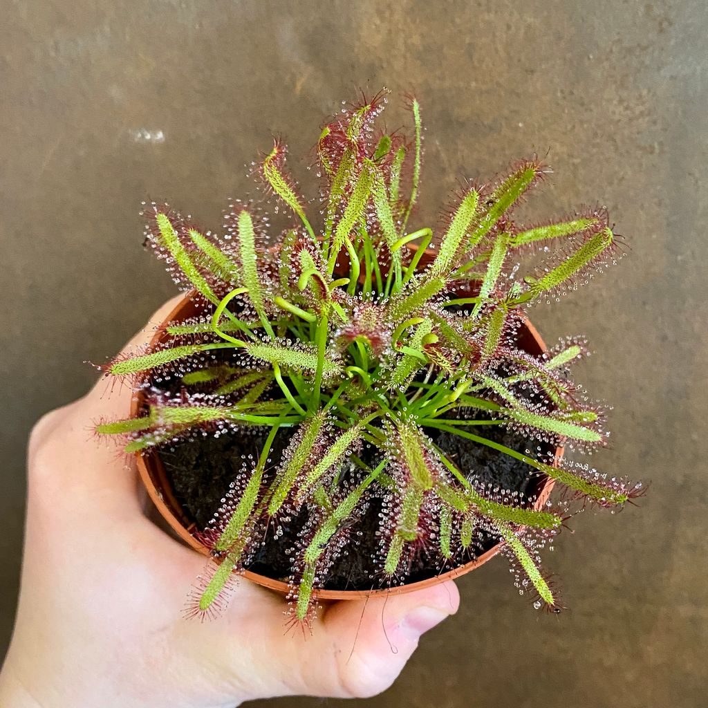 Drosera Capensis [cape Sundew] Grow Urban