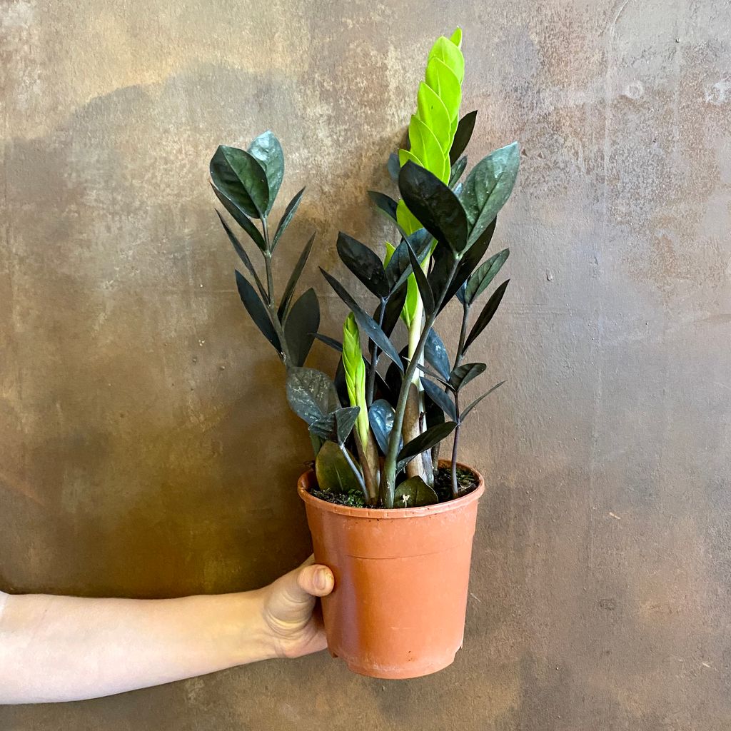 Zamioculcas zamifolia ‘Raven’ grow urban.