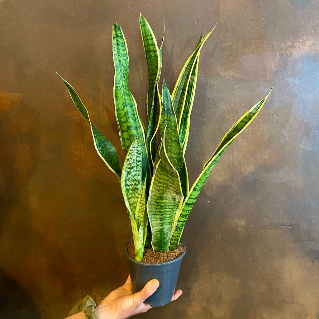 Sansevieria ‘Laurentii’ (14cm pot) - grow urban.