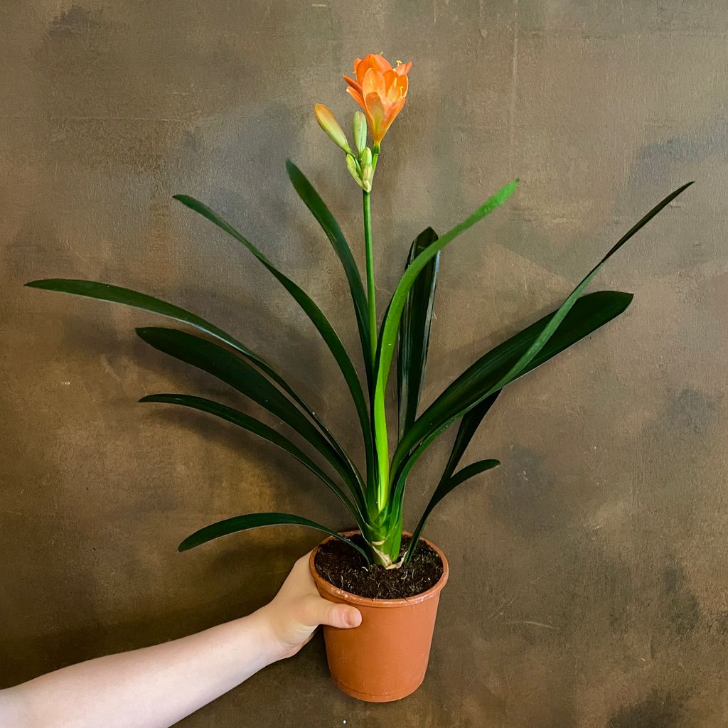 Clivia miniata - grow urban.