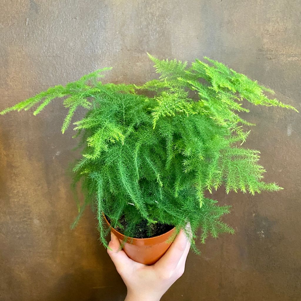 Asparagus setaceus (12cm pot) grow urban.