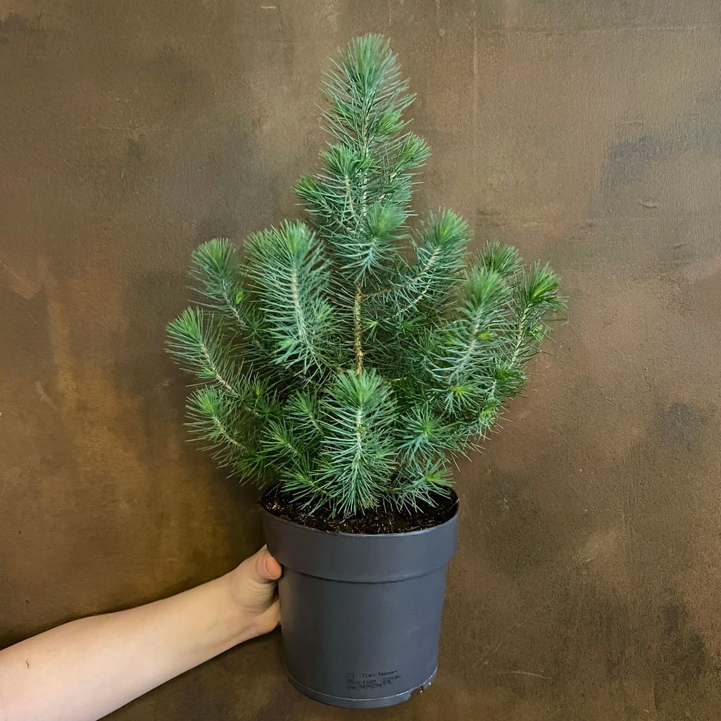 Pinus pinea ‘Silver Crest’ grow urban.