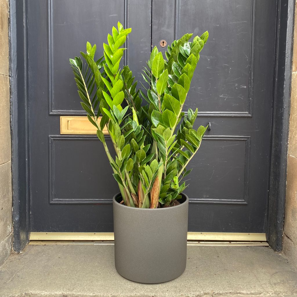 Zamioculcas zamifolia (27cm pot) grow urban.