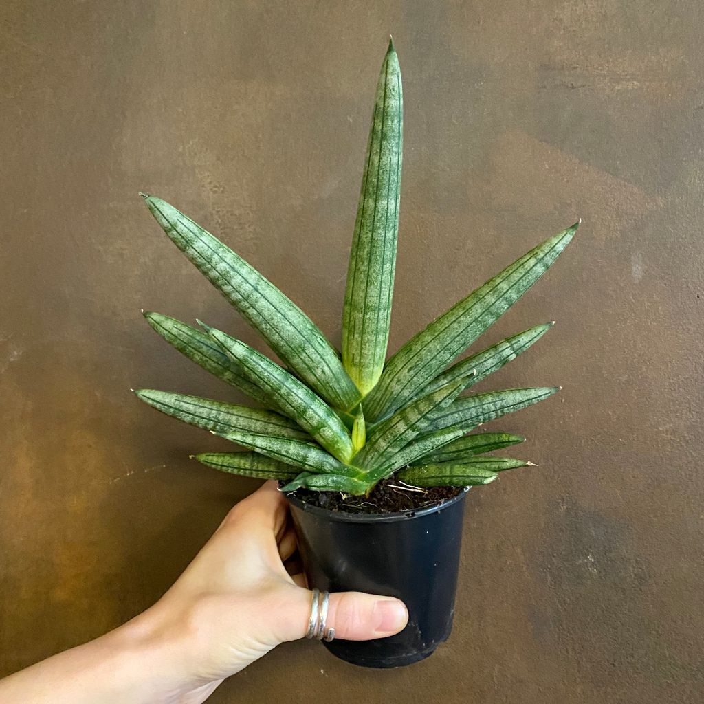 Sansevieria 'Tiara Dino Green' - grow urban.