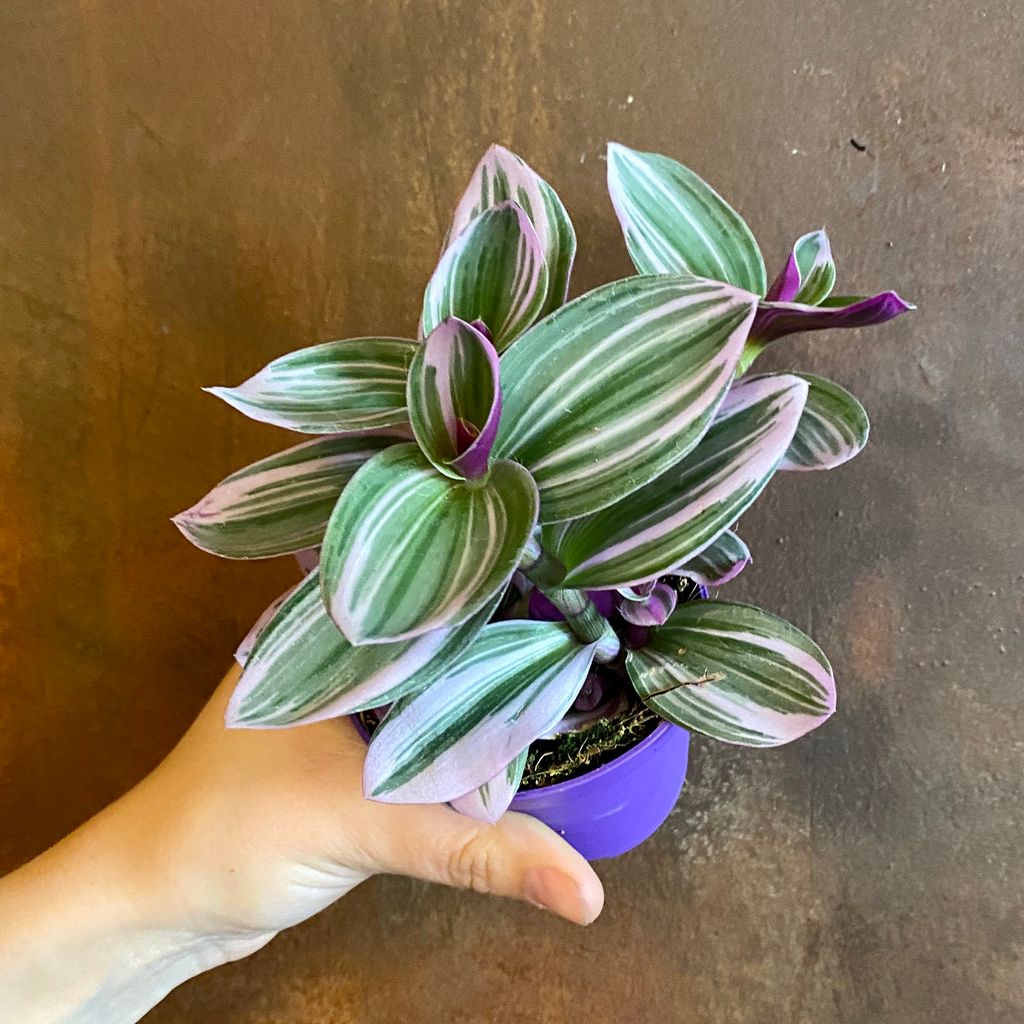 Tradescantia 'Nanouk' (7cm pot) - grow urban.