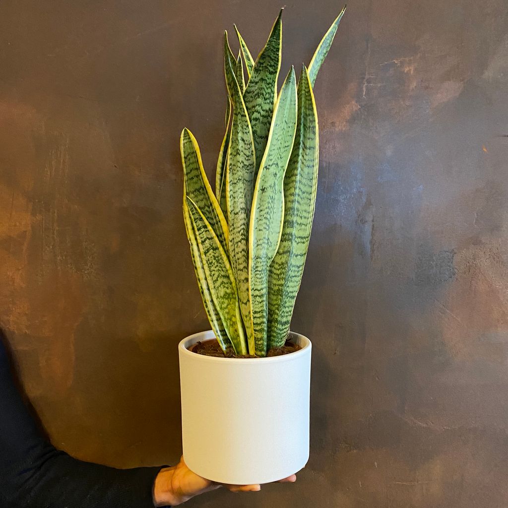 Sansevieria ‘laurentii Grow Urban 