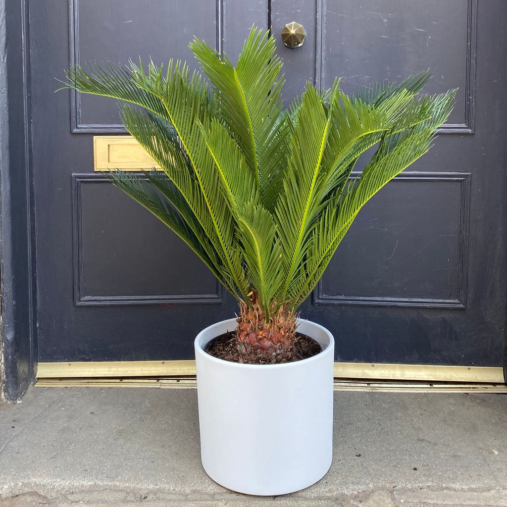 Cycas Revoluta XL Grow Urban Cycas Revoluta XL Grow Urban
