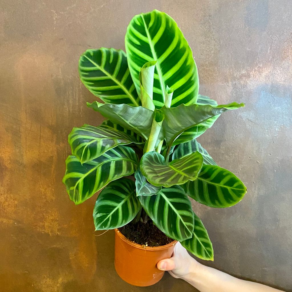 calathea-zebrina-14cm-pot-grow-urban