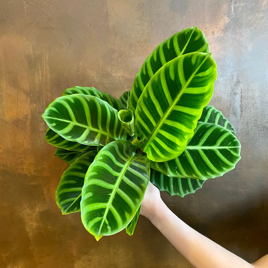 calathea-zebrina-14cm-pot-grow-urban