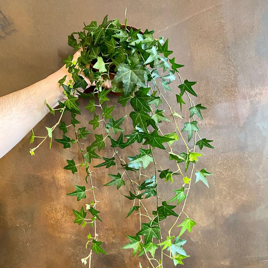 Is Hedera Helix A Good Indoor Plant