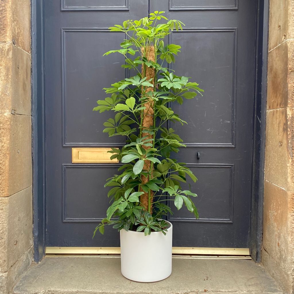 Schefflera (moss pole) grow urban.