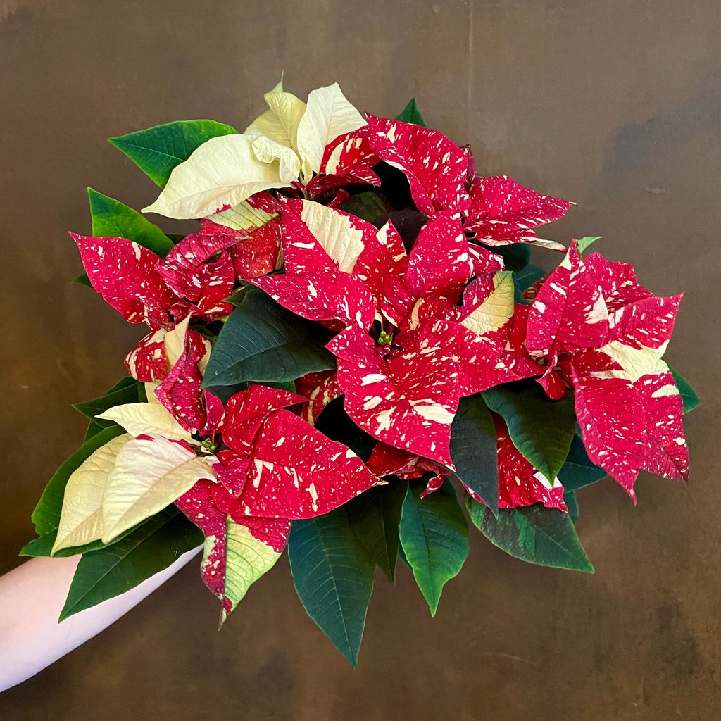Poinsettia ‘Superba Glitter’ grow urban.