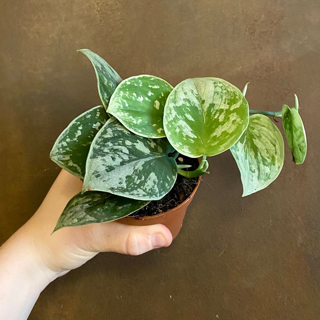 Scindapsus Silvery Ann: An Enchanting Foliage Grace