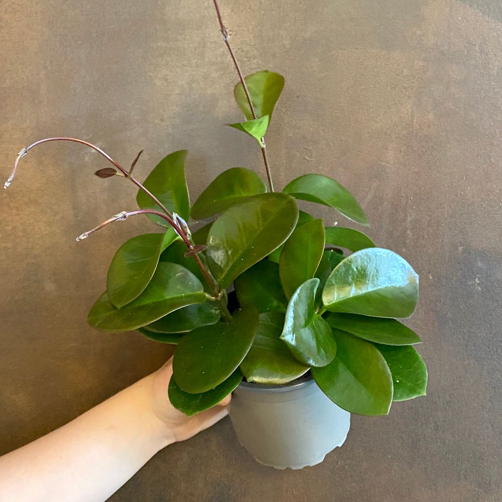 Hoya australis grow urban.