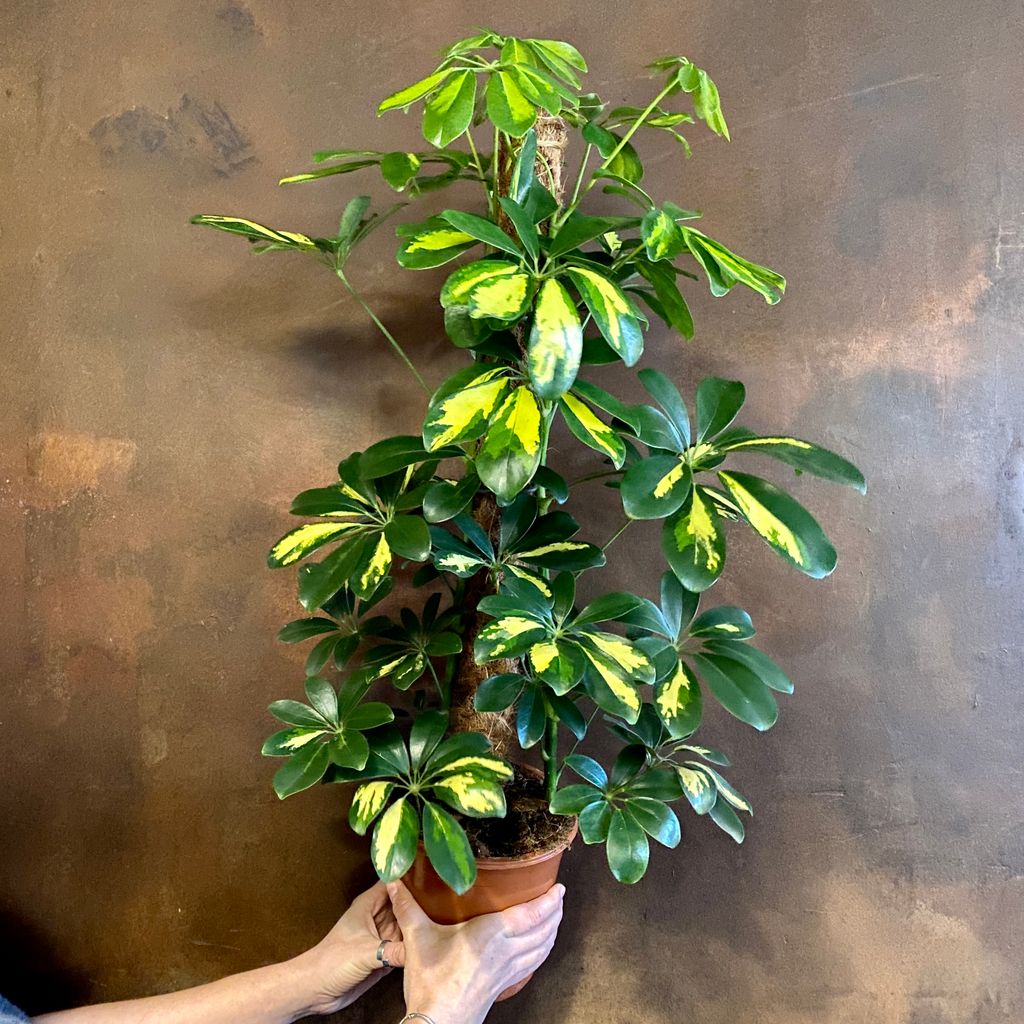 Schefflera Arboricola Gold Capella