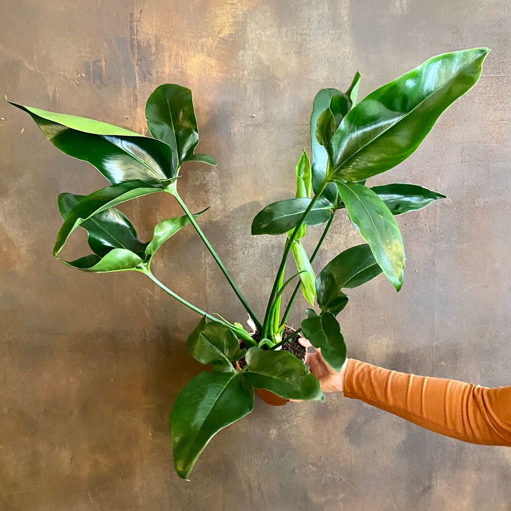 Philodendron ‘fun Bun Grow Urban 
