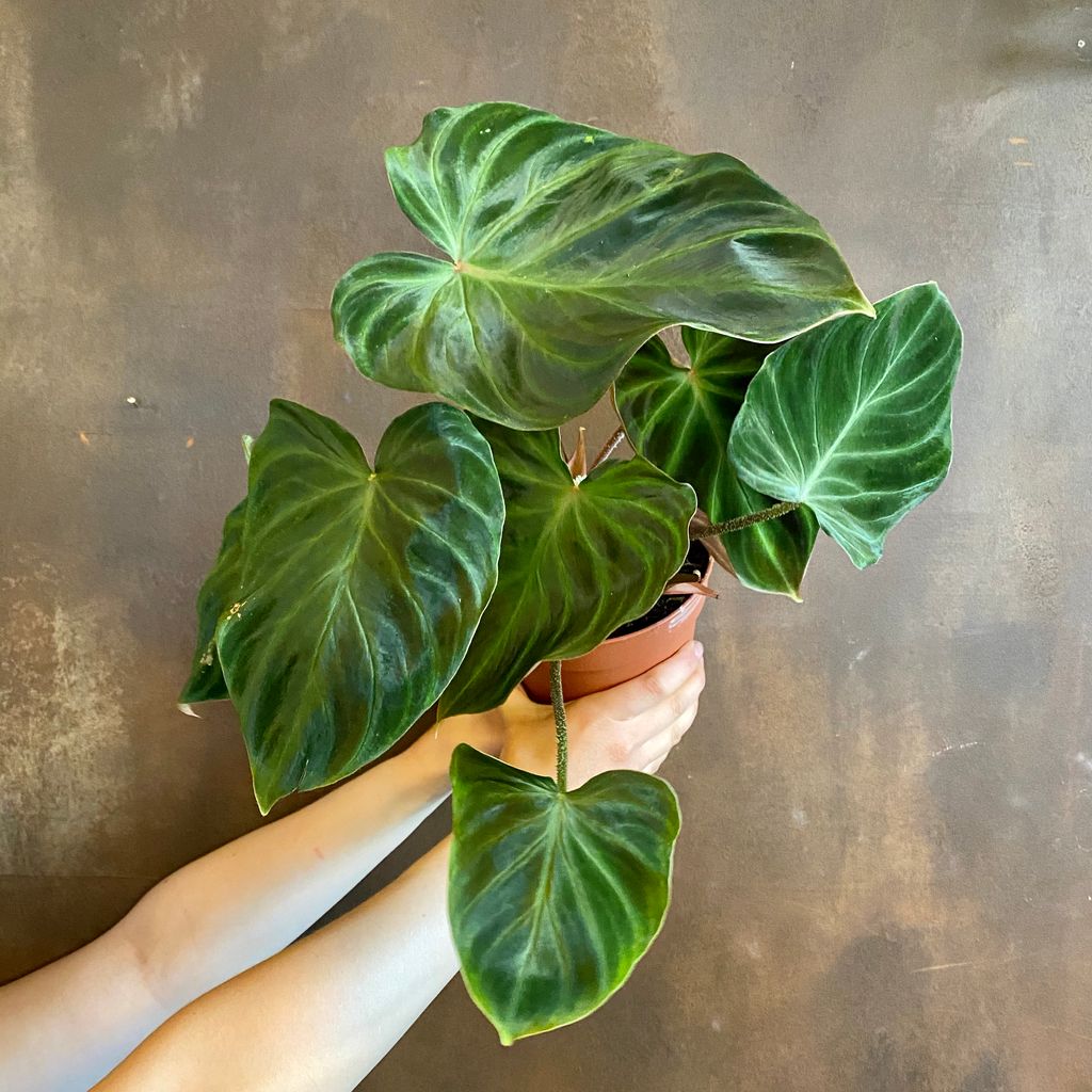 Philodendron verrucosum - grow urban.