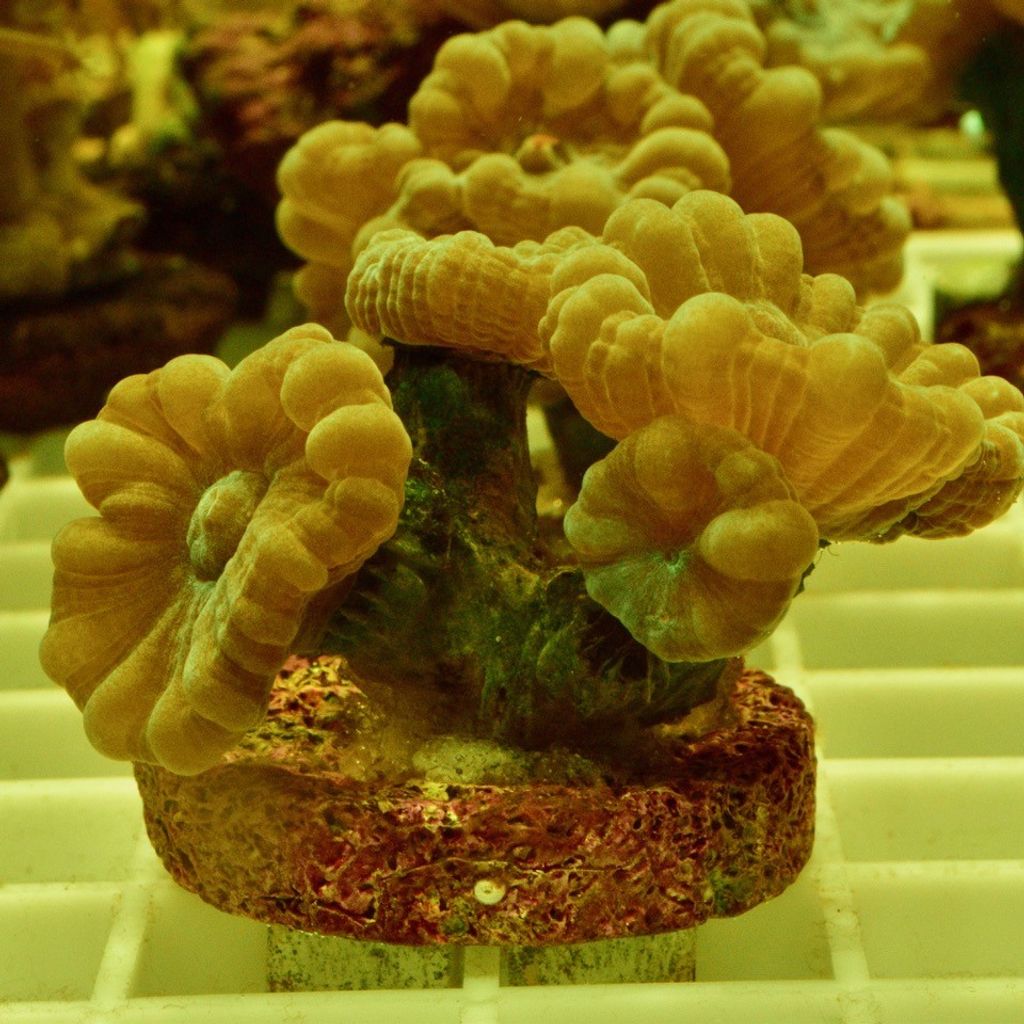 Candy Cane Coral Frag NewWave Aquatics
