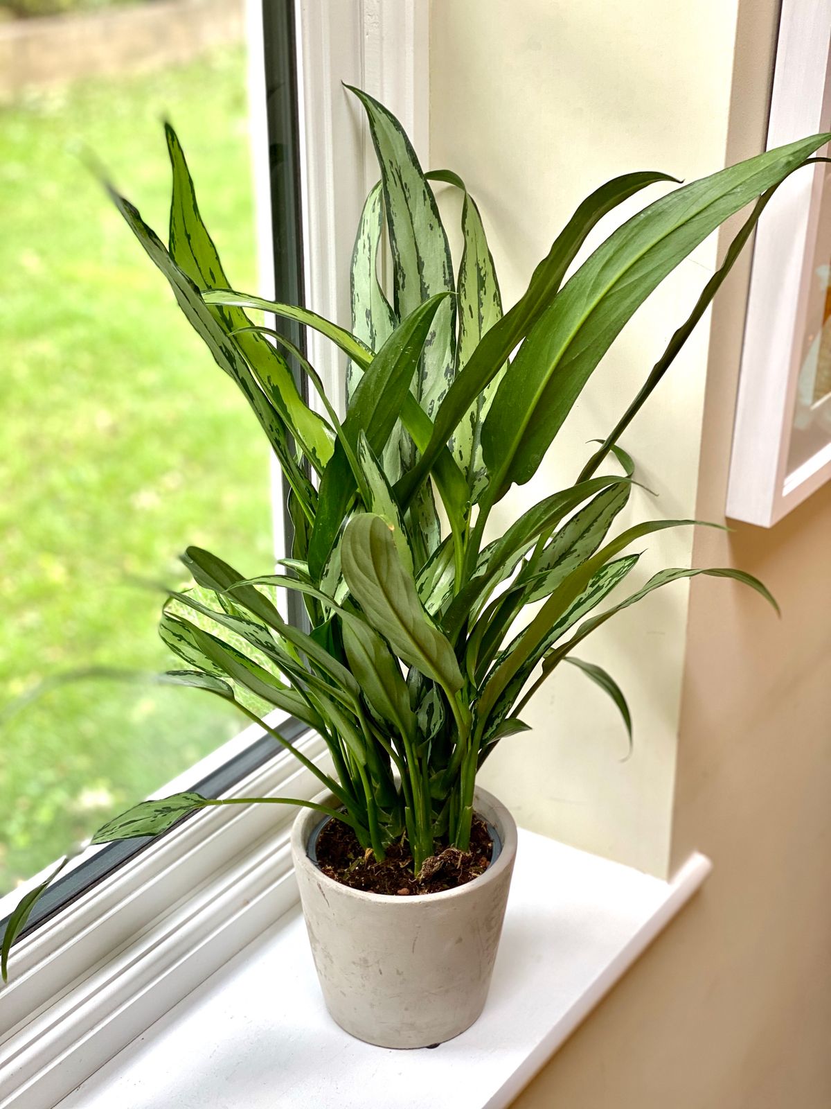  Aglaonema Cutlass  BO TANICAL NORWICH LTD