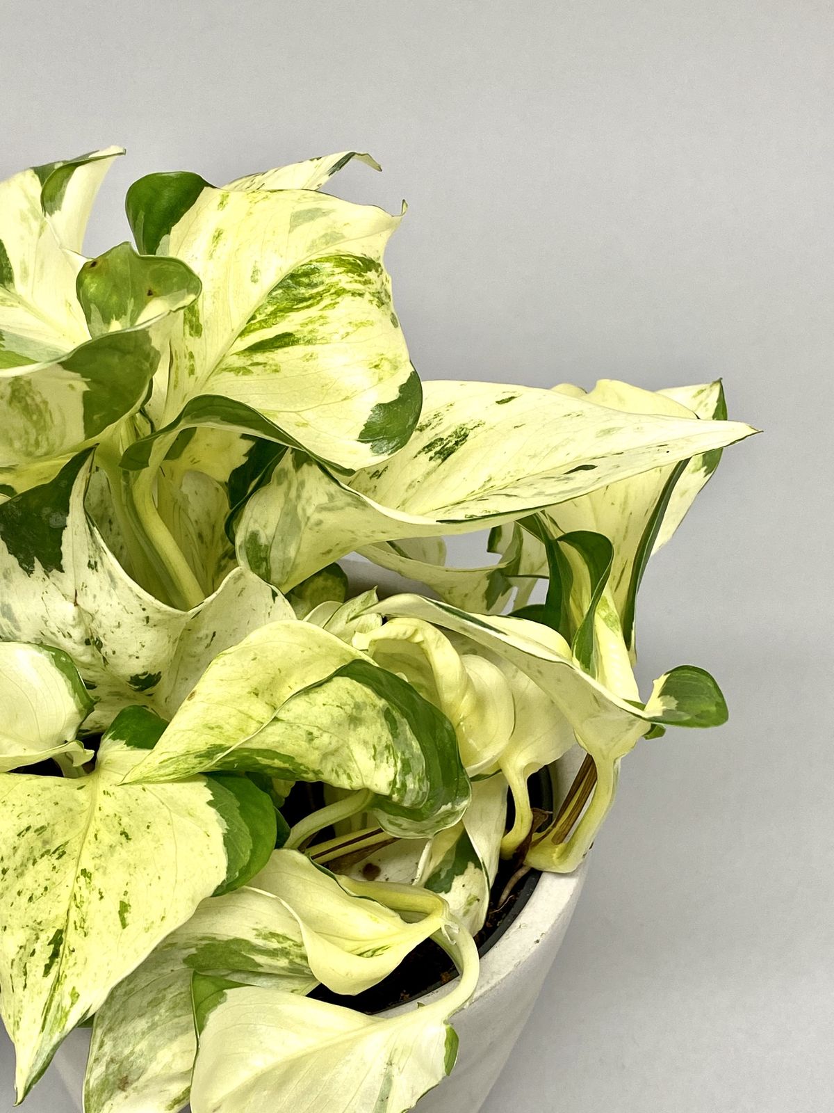 Epipremnum happy leaf BOTANICAL NORWICH LTD