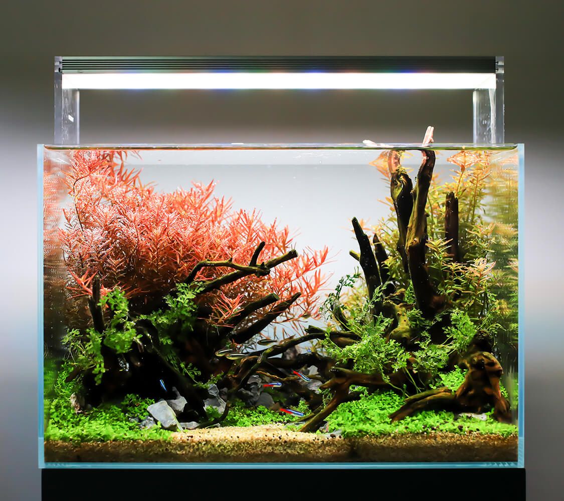 Twinstar LED Aquarium Light Acrylic 600E - HORIZON AQUATICS